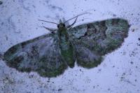 Pasiphila rectangulata