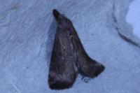 Schrankia costaestrigalis