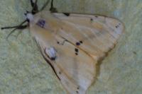 Spilarctia lutea