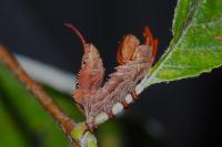 Stauropus fagi