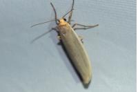 Eilema caniola