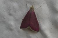 Pyrausta inornatalis