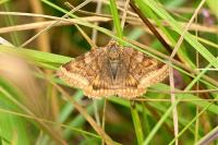Euclidia glyphica