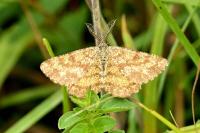 Ematurga atomaria