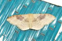 Idaea degeneraria