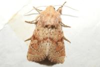 Luperina rubella