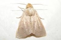 Mythimna ferrago