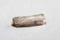 Axylia putris