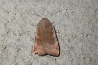 Noctua janthe/janthina