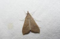 Mecyna asinalis
