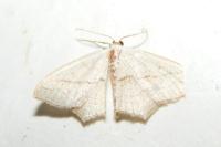 Scopula imitaria