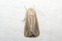 Mythimna riparia
