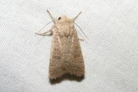 Hoplodrina ambigua