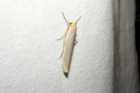 Eilema caniola