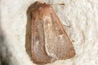 Xestia xanthographa