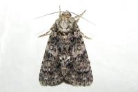 Acronicta rumicis