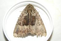 Mormo maura