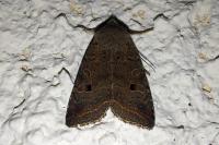 Leptologia lota
