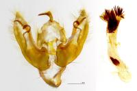 Leptologia lota