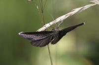 Odezia atrata
