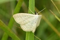 Scopula immutata
