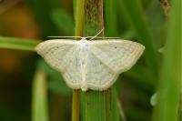 Scopula immutata
