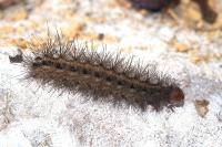 Arctia villica
