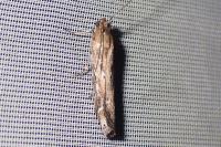 Pempeliella ornatella