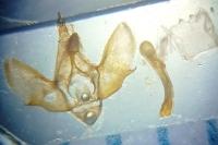 Epirrita christyi