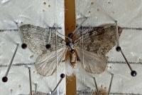 Epirrita christyi