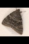 Catocala elocata