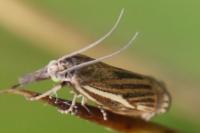 Crambus pratella