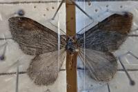 Epirrita dilutata
