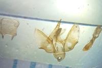 Epirrita dilutata