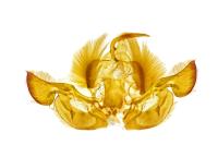 Mythimna riparia
