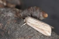 Mythimna riparia