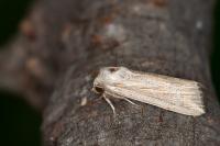 Mythimna riparia