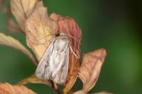 Leucania putrescens