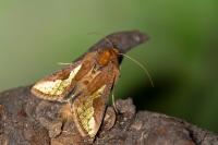 Thysanoplusia orichalcea