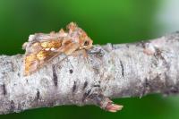 Chrysodeixis chalcites