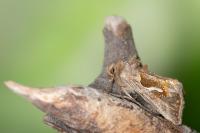 Macdunnoughia confusa