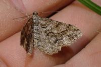 Peribatodes secundaria secundaria