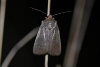 Amphipyra livida