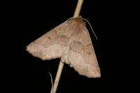 Crocallis tusciaria