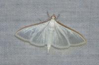 Palpita vitrealis