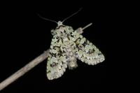 Griposia aprilina