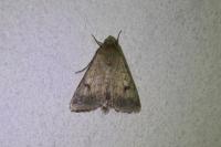 Helicoverpa armigera