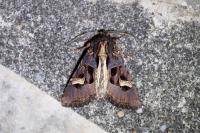 Trigonophora flammea