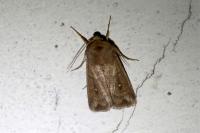 Mythimna albipuncta