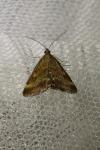 Pyrausta despicata
